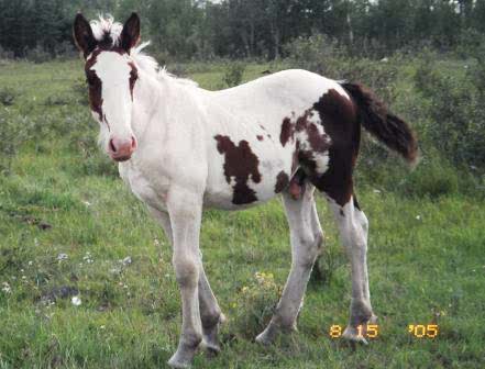 Clydesdale Paint Cross