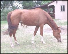 Ranch 10 - Placed PMU Horses