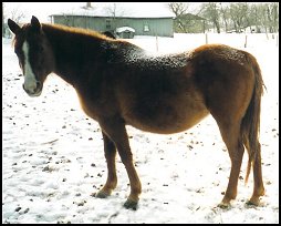 Ranch 10 - Placed PMU Horses