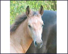 Ranch 10 - Placed PMU Horses