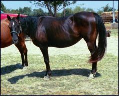 Ranch 10 - Placed PMU Horses