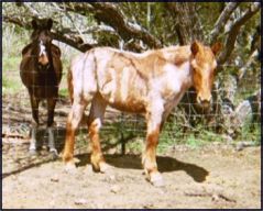 Ranch 18 - Placed PMU Horses