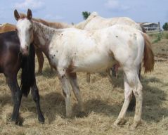 Ranch 21 - Placed PMU Horses